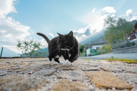 Black and White Cat Turning Aroundの写真素材