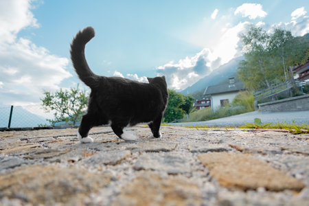 Black and White Cat in Hero Positin Looking into the Distance Mountain Landscapeの写真素材