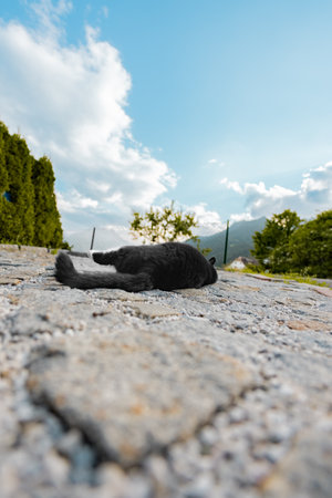 Black and White Cat Laying Aroundの写真素材