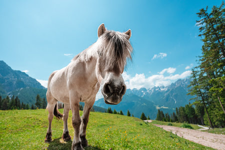 Curious Dole Horse Looking Interested with Hair in Face on A Field in the Alps standing on the grass strong and majestic on a hot sunny summer dayの写真素材