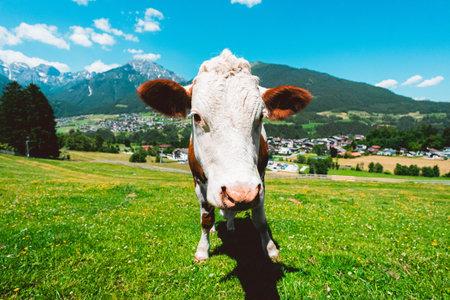 Interested Cow Head Looking Curious Close Up on a Hot Sunny Summer Day