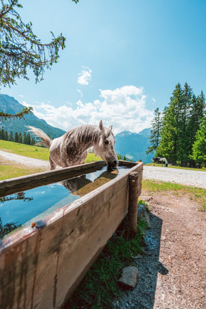 Light Horse Drinking Water on the Water Trough on a Green Pasture on a hot sunny summer day in the Swiss Alpsの写真素材