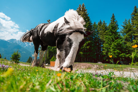 Strong Black and White Heavy Draft Horse on a Green Pasture Field Waving its Mane and Tail on a bright sunny summer day in the Swiss Alpsの写真素材
