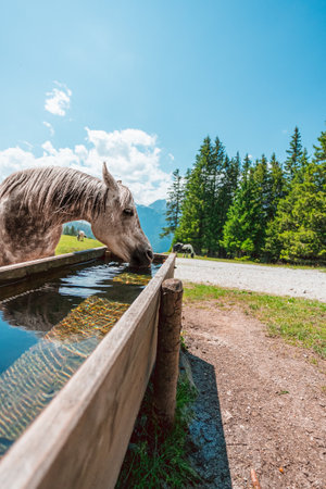 Gray Irish Draft Horse Drinking Water on the Water Trough on a hot sunny summer day in the Swiss Alpsの写真素材