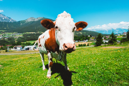 Interested Cow Looking Curious on a Green Pasture Field in the Mountains on a Hot Sunny Summer Dayの写真素材
