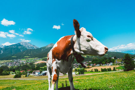 Cow in a Mountain Landscape Looking Right Waving Ears on a Hot Sunny Summer Dayの写真素材