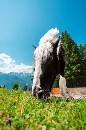 Black and White Horse on a Green Pasture Field Eating on a bright sunny summer day in the Swiss Alpsの写真素材
