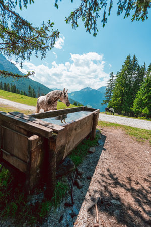 Gray Irish Draft Horse Drinking Water on the Water Tub on a Green Pasture on a hot sunny summer day in the Swiss Alpsの写真素材