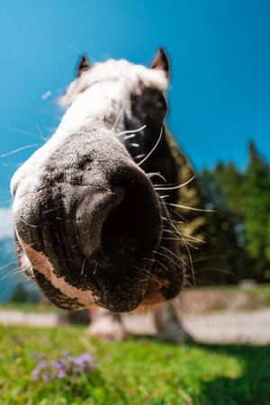 Interested Munching Horse Snout Extreme Close Up on a bright sunny summer day in the Swiss Alpsの写真素材