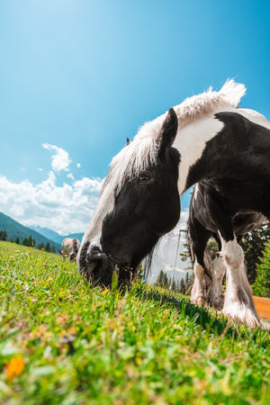 Strong Black and White Heavy Draft Horse on a Green Pasture Hillside on a bright sunny summer day in the Swiss Alpsの写真素材