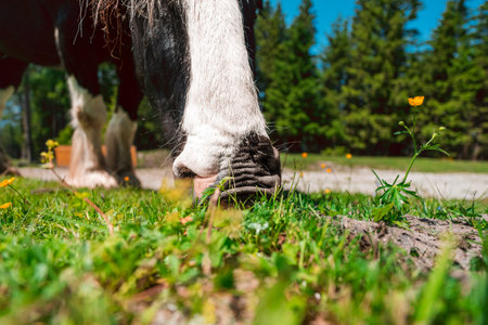 Heavy Draft Horse Eating Grass on a Green Pasture Field on a bright sunny summer day in the Swiss Alpsの写真素材