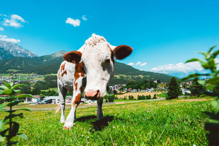 Cow Looking Interested Close Up on a Hillside Green Pasture Field in the Mountains on a Hot Sunny Summer Dayの写真素材
