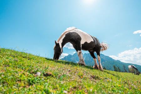 Strong Black and White Heavy Draft Horse on a Pasture Field on a bright sunny summer day in the Swiss Alpsの写真素材