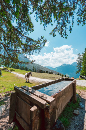 Gray Irish Draft Horse Walking to the Water Trough on a Green Pasture Field to Drink Water on a hot sunny summer day in the Swiss Alpsの写真素材