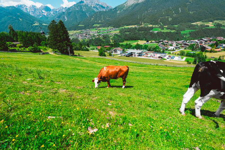 Brown Cow Standing on the Green Pasture Field on a Hot Sunny Summer Dayの写真素材