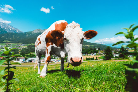 Cow Looking Curious Close Up on a Hillside Green Pasture Field in the Mountains on a Hot Sunny Summer Dayの写真素材