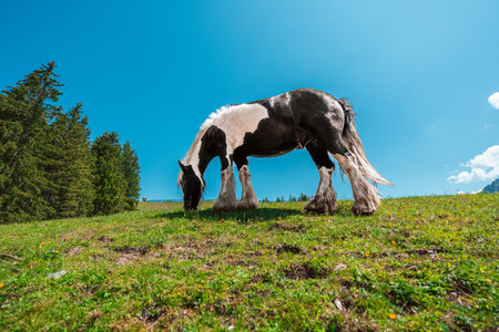 Black and White Heavy Draft Horse on a Green Pasture Field on a bright sunny summer day in the Swiss Alpsの写真素材