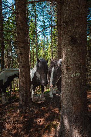 Black and White Cold Blooded Draft Horses Looking Through the Trees in a Forest on a Hot Sunny Summer Dayの写真素材