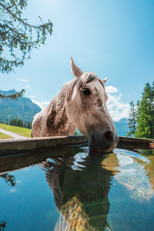Gray Irish Draft Horse Drinking Water on the Water Tub on a Green Pasture Fieldの写真素材