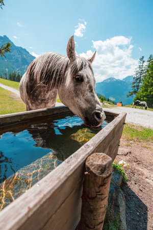 Interested Horse Drinking Water on the Water Trough on a Pasture Fieldの写真素材