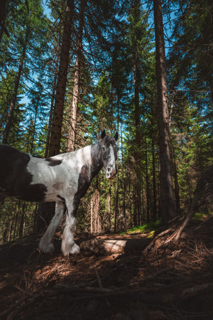 Black and White Cold Blooded Draft Horse Standing in the Shade of a Coniferous Forest on a Hot Sunny Summer Dayの写真素材