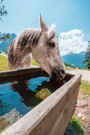 Irish Draft Horse Drinking Water on the Water Trough on a Green Pasture Fieldの写真素材