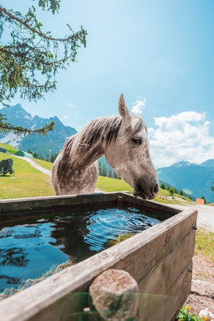 Horse drinking water on the water trough on a green pasture field on a hot sunny summer day in the Swiss Alpsの写真素材