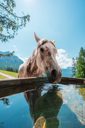 Irish Draft Horse Drinking Water on the Water Tub on a Green Pasture Field on a hot sunny summer day in the Swiss Alpsの写真素材