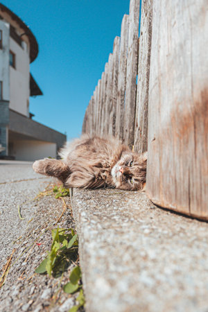 Domestic Long-Hair Cat Laying on the Concrete Floorの写真素材