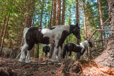 Group of Cold Blooded Draft Horses Standing in the Shades of a Coniferous Forest on a Hot Sunny Summer Dayの写真素材