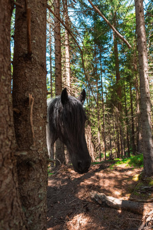 Black and White Horses Head Looking Around a Tree on a Hot Sunny Summer Dayの写真素材