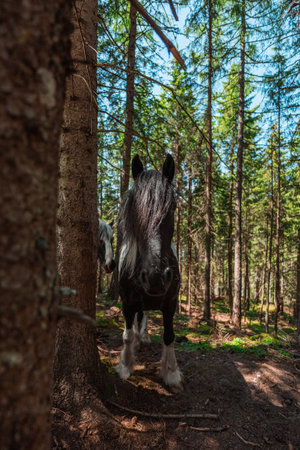 Cold Blooded Draft Horses Standing Frontal in the Shade of a Forest on a Hot Sunny Summer Dayの写真素材