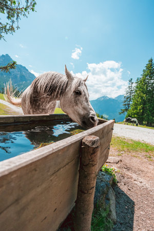 Gray Irish Draft Horse Drinking Water on the Water Tub on a hot sunny summer day in the Swiss Alpsの写真素材