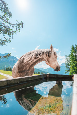 Light Irish Draft Horse Drinking Water on the Water Tub on a Green Pasture Field on a hot sunny summer day in the Swiss Alpsの写真素材