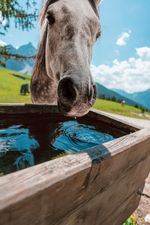 Horse Drinking Water on the Water Tub on a Green Pasture on a Hot Sunny Summer Day in the Swiss Alpsの写真素材