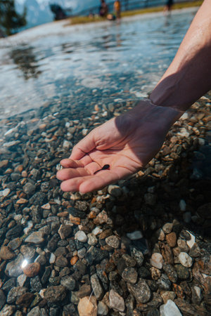 Pollywog Amfibia Swimming in a Hand within a Pondの写真素材