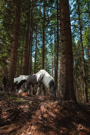 Black and White Cold Blooded Draft Horses Grazing in the Shades of a Coniferous Forest on a Hot Sunny Summer Dayの写真素材