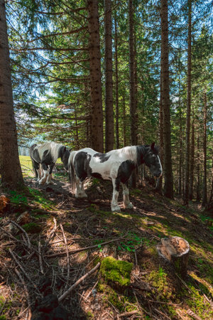 Black and White Cold Blooded Draft Horses Standing in the Shades of a Coniferous Forest on a Hot Sunny Summer Dayの写真素材