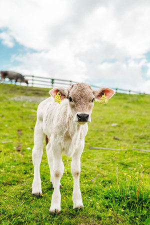 Cute Young Little White Creamy Calf Standing on the Green Grass Pasture Looking Interested Down the...
