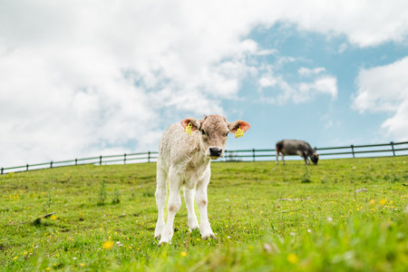 Cute Little Calf Standing on the Pastureの写真素材