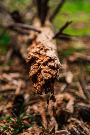 Broken Tree Trunk on the Forest Floor