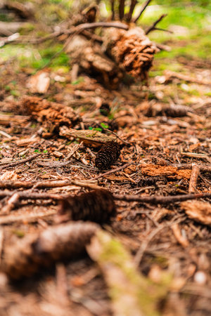 Pine Cone on Nature's Forest Floorの写真素材