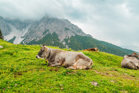 Alps Cow Resting in the Mountain Landscape on a Hill With Green Grassの写真素材
