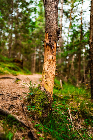 Tree Trunk With Eaten Off Bark by Wildlife Possibly Deer Showing Its Bare Wood Structure Eaten...