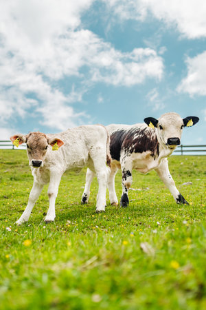 Cute Young Little White Creamy Cow Calfs Standing Together on the Green Grass Pasture Looking Interested Down the Hillsideの写真素材