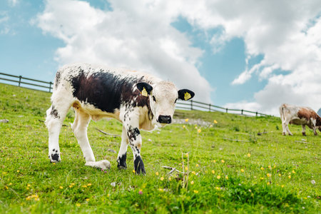 Black and White Little Bull Calf Standing on the Pasture Looking Curious