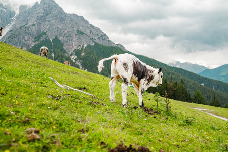 Black and White Little Bull Cow Calf Pissing on the Pastureの写真素材
