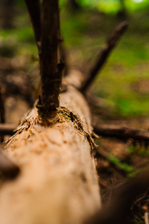 Tree Trunk on Forest Ground Soil Surrounded by Nature Close Upの写真素材
