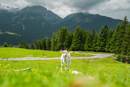 Cute Little White Cow Calf Standing on the Green Grass Pasture in the Beautiful Mountain Landscape View Looking Curious and Interesting on a Cloudy Summer Dayの写真素材