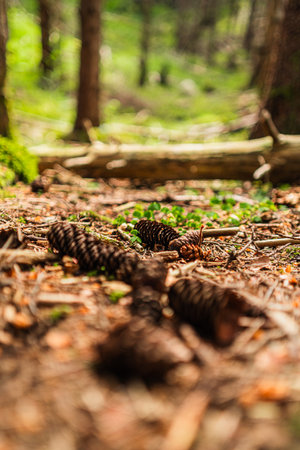 Brown Pine Cones on the Natural Forest Floor in the Black Forest isolated on the Soil Groundの写真素材